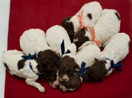 Lagotto Romagnolo Welpen, Wurf vom 17. Juli 2026, ENCI, Toskana