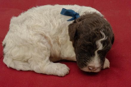 Lagotto Romagnolo Welpen, Wurf vom 10. September 2026, ENCI, Toskana