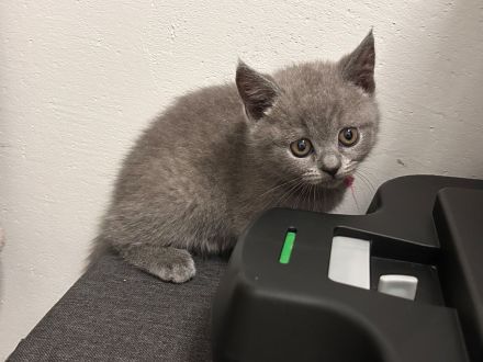 🐱 Zwei Katzenmädchen suchen ein liebevolles Zuhause ❤️