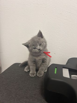 🐱 Zwei Katzenmädchen suchen ein liebevolles Zuhause ❤️