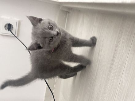 🐱 Zwei Katzenmädchen suchen ein liebevolles Zuhause ❤️
