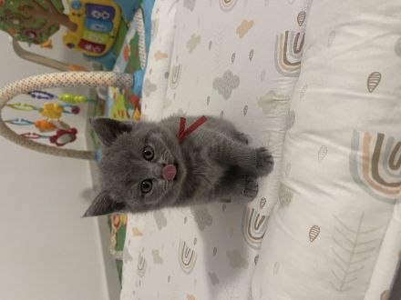 🐱 Zwei Katzenmädchen suchen ein liebevolles Zuhause ❤️