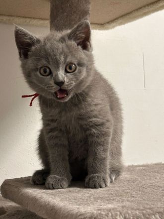 🐱 Zwei Katzenmädchen suchen ein liebevolles Zuhause ❤️