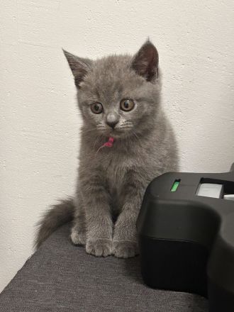 🐱 Zwei Katzenmädchen suchen ein liebevolles Zuhause ❤️
