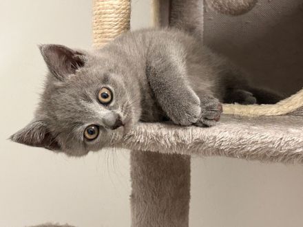 🐱 Zwei Katzenmädchen suchen ein liebevolles Zuhause ❤️