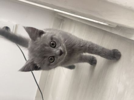 🐱 Zwei Katzenmädchen suchen ein liebevolles Zuhause ❤️