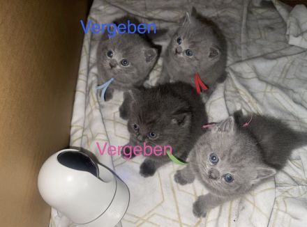 🐱 Zwei Katzenmädchen suchen ein liebevolles Zuhause ❤️