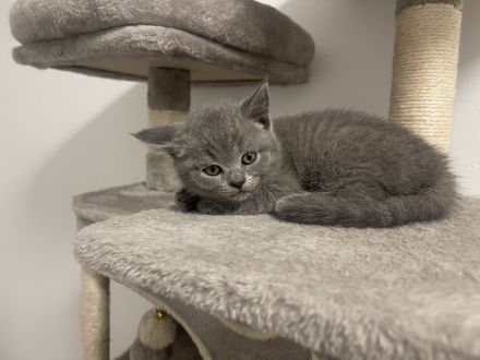 🐱 Zwei Katzenmädchen suchen ein liebevolles Zuhause ❤️