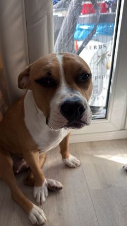 Liebe Amstaff - Bullterrier - Mix - Hündin sucht ein neues Zuhause
