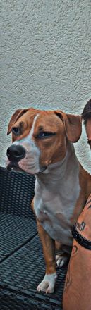 Liebe Amstaff - Bullterrier - Mix - Hündin sucht ein neues Zuhause