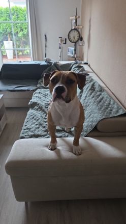 Liebe Amstaff - Bullterrier - Mix - Hündin sucht ein neues Zuhause