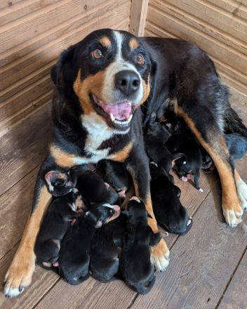 Appenzeller Sennenhundwelpen
