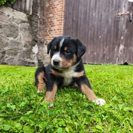 Appenzeller Sennenhundwelpen