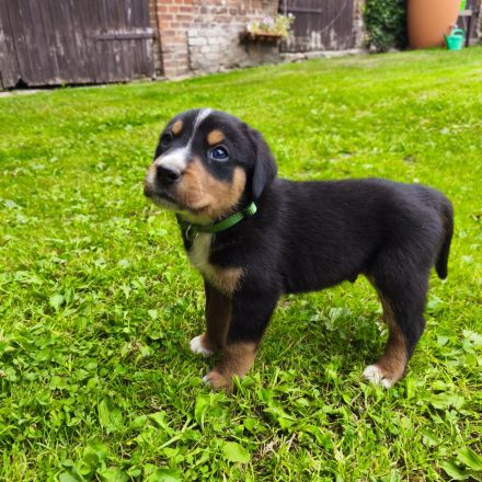 Appenzeller Sennenhundwelpen