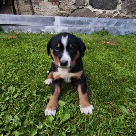 Appenzeller Sennenhundwelpen