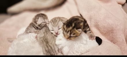 Zuckersüße BKH/BLH kitten in besonderen Farben