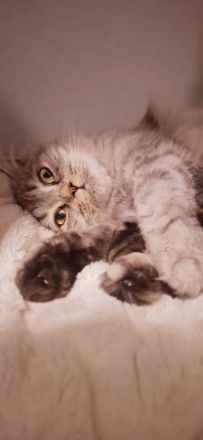 Zuckersüße BKH/BLH kitten in besonderen Farben
