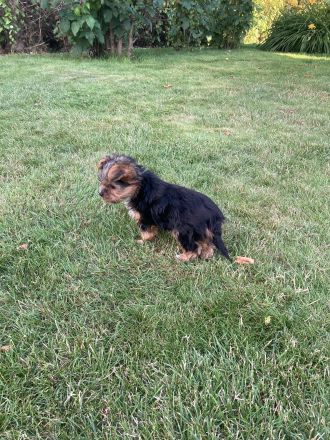 Yorkshirer Terrier Welpen ( 2 Hündinnen ) IDR. mit Ahnenpass