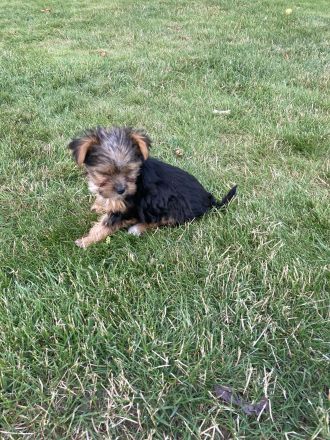 Yorkshirer Terrier Welpen ( 2 Hündinnen ) IDR. mit Ahnenpass