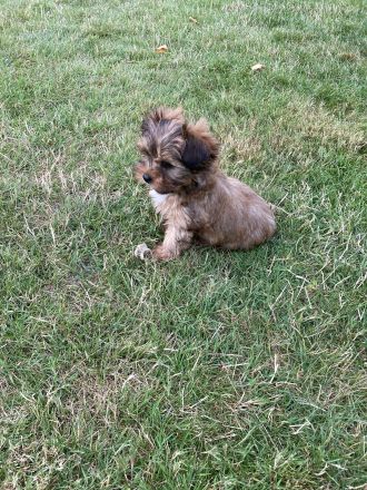 Yorkshirer Terrier Welpen ( 2 Hündinnen ) IDR. mit Ahnenpass