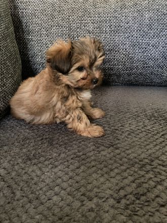 Yorkshirer Terrier Welpen ( 2 Hündinnen ) IDR. mit Ahnenpass
