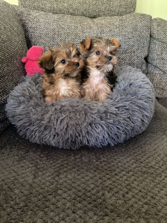 Yorkshirer Terrier Welpen ( 2 Hündinnen ) IDR. mit Ahnenpass