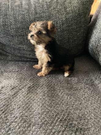 Yorkshirer Terrier Welpen ( 2 Hündinnen ) IDR. mit Ahnenpass