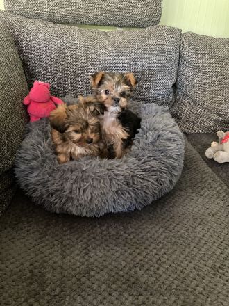 Yorkshirer Terrier Welpen ( 2 Hündinnen ) IDR. mit Ahnenpass