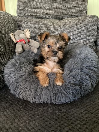 Yorkshirer Terrier Welpen ( 2 Hündinnen ) IDR. mit Ahnenpass