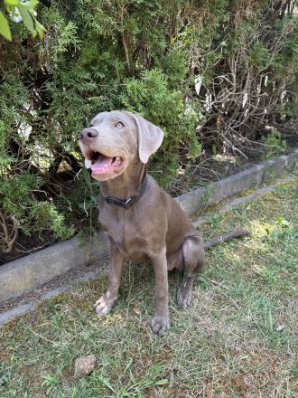 Labrador Retriever Hündin Nova