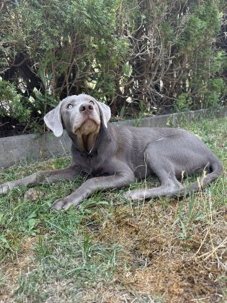 Labrador Retriever Hündin Nova