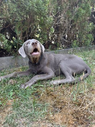 Labrador Retriever Hündin Nova