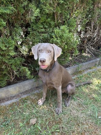 Labrador Retriever Hündin Nova