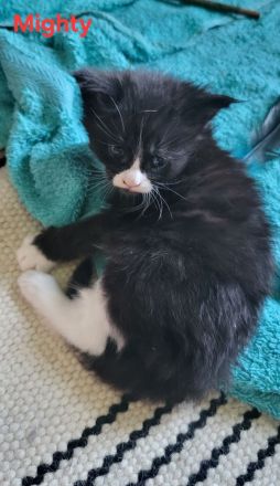 Maine Coon Kitten (reinrassig)