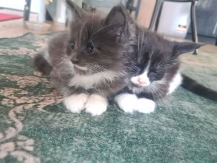 Maine Coon Kitten (reinrassig)