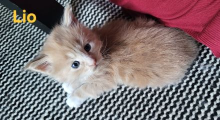 Maine Coon Kitten (reinrassig)