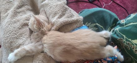 Maine Coon Kitten (reinrassig)