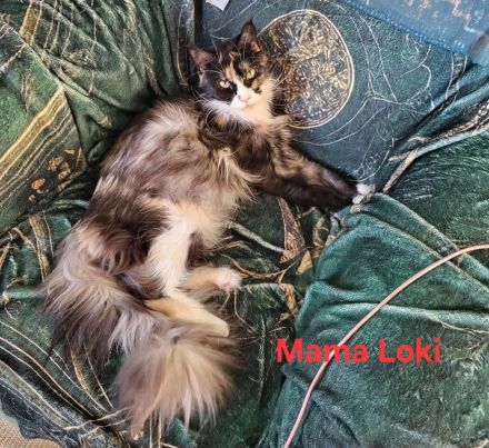 Maine Coon Kitten (reinrassig)