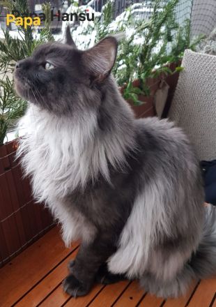 Maine Coon Kitten (reinrassig)
