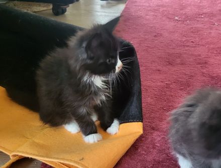Maine Coon Kitten (reinrassig)