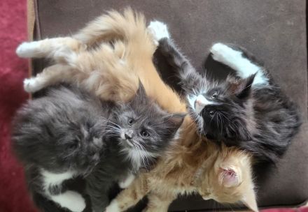 Maine Coon Kitten (reinrassig)