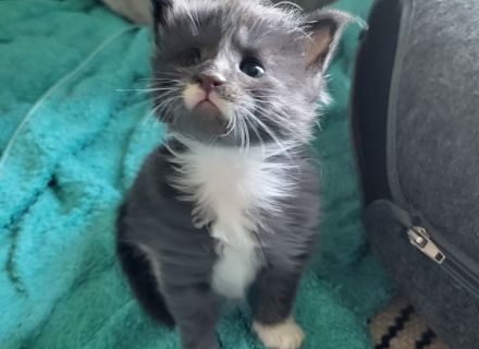 Maine Coon Kitten (reinrassig)