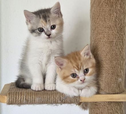 Bkh/Blh Kitten abzugeben