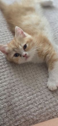 Bkh/Blh Kitten abzugeben