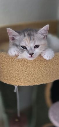 Bkh/Blh Kitten abzugeben