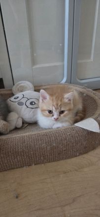 Bkh/Blh Kitten abzugeben