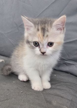 Bkh/Blh Kitten abzugeben