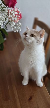 Bkh/Blh Kitten abzugeben