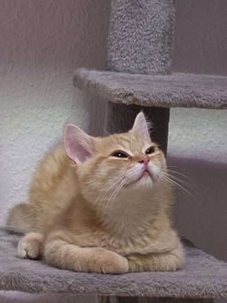 🐱 Wunderschöner British Shorthair Kater – Golden Shaded – sucht ein liebevolles Zuhause ❤️
