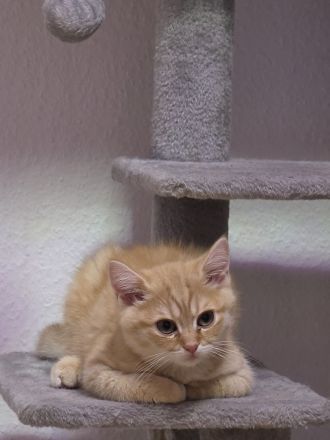 🐱 Wunderschöner British Shorthair Kater – Golden Shaded – sucht ein liebevolles Zuhause ❤️